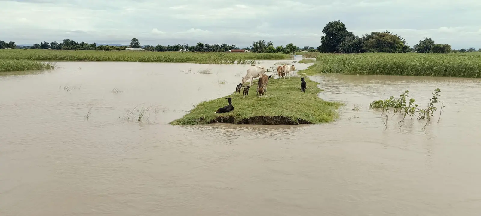 Assam Floods Relief Appeal